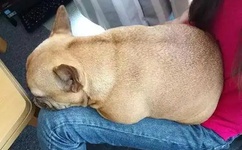 亚洲麻婆传媒MV